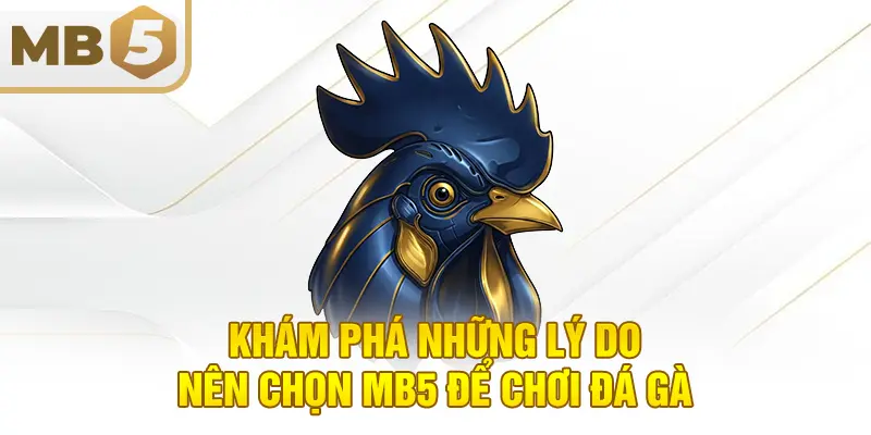 Khám phá những lý do nên chọn MB5 để chơi đá gà